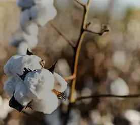 Cotton